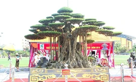 Trải thảm đỏ đón cây dát vàng 10 tỷ xôn xao khắp chốn