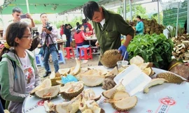 Sầu riêng giá rẻ, ăn xong trả lại hạt ở Bến Tre