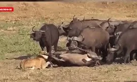 Nằm chổng vó chờ chết, trâu rừng bất ngờ được '500 anh em' cứu giúp