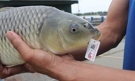 Lão nông Hải Dương gắn 'chứng minh thư' cho cá