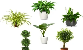 4 loại cây lọc không khí nên trồng trong nhà