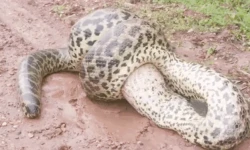 Khả năng quấn siết và nuốt chửng tê tê của loài trăn