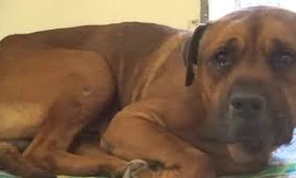 Bị chủ bỏ rơi, chú chó phản ứng khiến triệu người cảm động