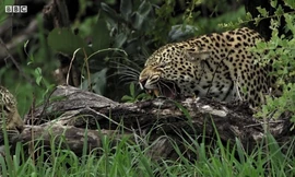 Báo cái bị mẹ đánh đuổi khỏi gia đình để độc chiếm bạn tình