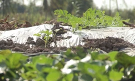 Trồng dưa hấu trên lục bình ở miền Tây