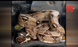 Mở mui ô tô, hoảng hồn thấy trăn Nam Mỹ cuộn tròn bên trong