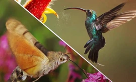 Bướm đêm tiến hóa để trở thành bản sao của chim ruồi