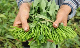 Những thực phẩm quen thuộc có nguy cơ nhiễm chì cao nhất