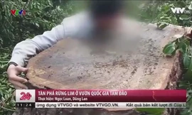 Thủ đoạn tàn phá rừng lim ở Vườn quốc gia Tam Đảo