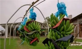 Chuối đi cáp treo từ vườn đến nhà máy ở Mexico