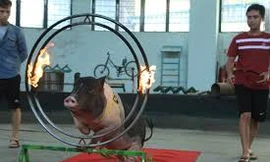 Xem lợn trổ tài nhảy qua vòng lửa, sút bóng vào lưới