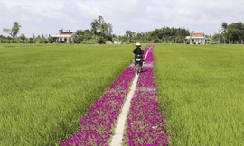 Con đường hoa mười giờ lãng mạn nhất Tiền Giang