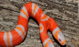 Hội chứng hai đầu ở các loài động vật