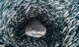  Cá mập bị đàn cá khổng lồ 'nuốt chửng'