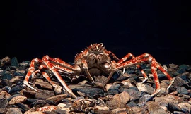 Loài cua lớn nhất thế giới có sải chân tới 3 mét