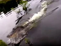 Cá sấu lao lên cướp trắng thành quả của người đi câu