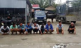 Hàng chục nông dân mang trâu đi đấu ăn tiền