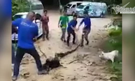 Dân làng hiệp lực cứu chó bị trăn siết chặt