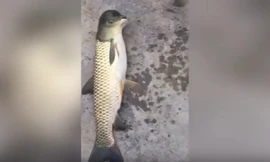 Cá đầu chim gây sốt mạng xã hội ở Trung Quốc