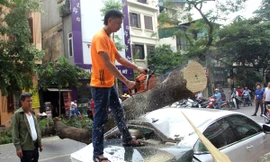 Cây xanh bật gốc đè xế hộp tiền tỷ trên phố Hà Nội