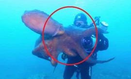 Bạch tuộc khổng lồ tấn công, đòi cướp đồ của thợ lặn