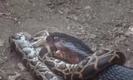 Trận tử chiến khốc liệt giữa rắn hổ mang chúa và trăn gấm
