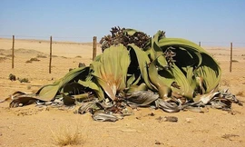 Loài cây 'hóa thạch sống' tồn tại 1.000 năm trên sa mạc