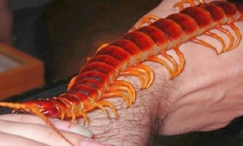 Rết khổng lồ phun nọc đoạt mạng chuột trong nháy mắt