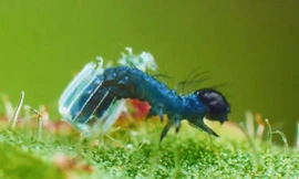 Sâu bướm nở từ quả trứng nhỏ hơn hạt gạo