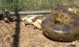Cận cảnh trăn khổng lồ hung dữ, bắt sống cùng lúc hai con gà