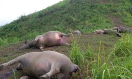 Rét đậm kéo dài, dân xót xa nhìn hàng trăm trâu bò chết rét