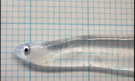 Loài cá trong suốt như mảnh thủy tinh kỳ bí