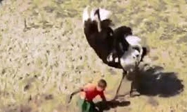 Lãnh sêri đòn ác liệt vì bị đà điểu nhầm là... tình địch