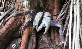 'Sát thủ' cua khiến những hòn đảo vắng bóng chim