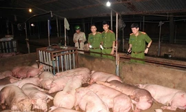 Phát hiện cơ sở bơm nước vào heo ở Đồng Nai