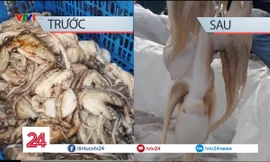 Thủ đoạn biến bạch tuộc bẩn thành bạch tuộc sạch