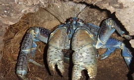 Loài chân đốt sống trên cạn lớn nhất thế giới