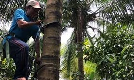 Kỹ sư trẻ chế dụng cụ leo dừa thẳng đứng