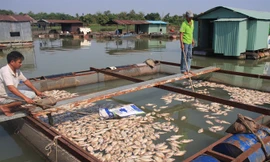 Cá chết trắng bè sông La Ngà tại Đồng Nai