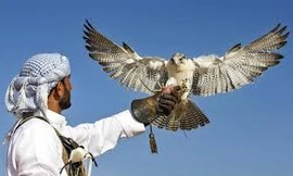 Nghề huấn luyện chim ưng ở Dubai