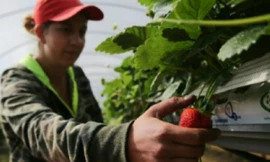 Dâu tây Anh nguy cơ chín hỏng vì không ai hái