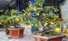 Chanh vàng bonsai lần đầu xuất hiện chợ Tết Hà Nội