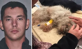 Bất hòa với mèo, chó bị chủ chôn sống