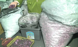 Chế thuốc ung thư giả từ than tre đối mặt với bản án nào?