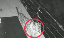 Báo đốm truy sát, ăn thịt chó nhà trong đêm