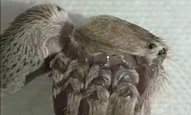 Ám ảnh với con nhện giống sinh vật ngoài hành tinh