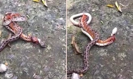 Nghẹt thở xem rắn độc tử chiến với rết khổng lồ