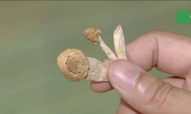 Nấm ma thuật - Ma túy cực độc đang mê hoặc giới trẻ Việt