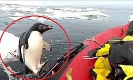 Chim cánh cụt nhảy bổ lên thuyền, 'chào' đoàn thám hiểm ở Nam Cực