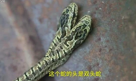 Dân khiếp đảm phát hiện rắn 2 đầu bò vào nhà